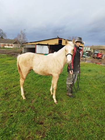 Pouliche Paint Horse