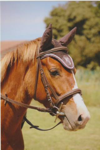 ponette  CCE ou CSO,P2,P1 à louer