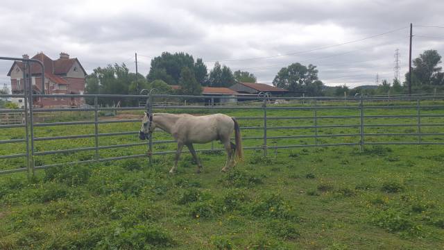  poney B Welsh part-bred pp