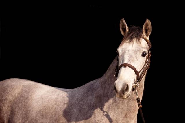 Ponette 5 ans origines exceptionnelles 