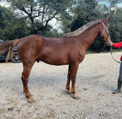 PONEY DE SPORT 3 ans New Forest