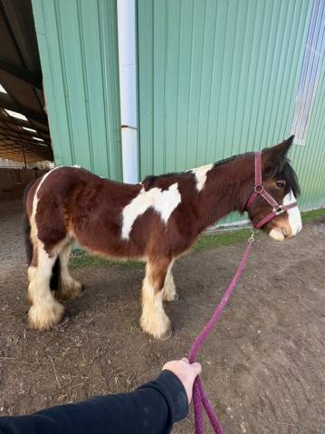 Poulain Irish cob 