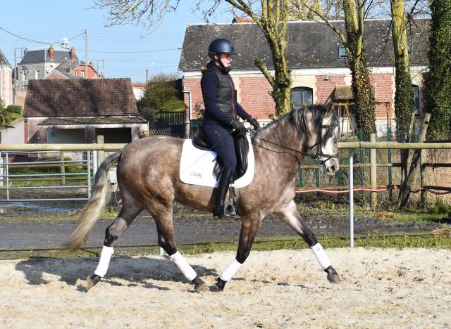 Jument PRE 4 ans Dressage