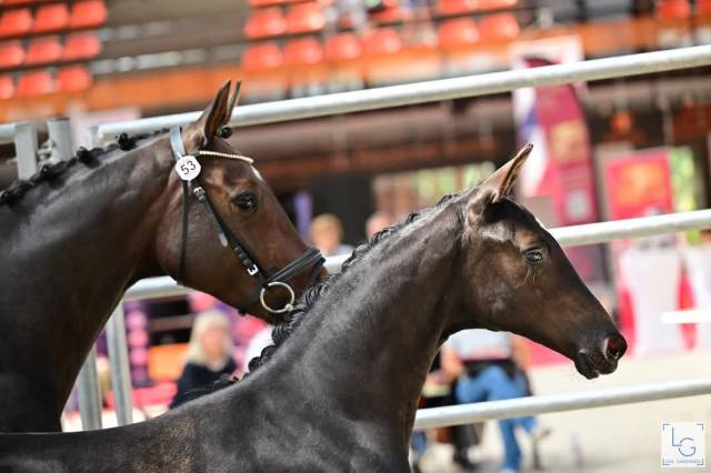 Pouliche 2024 dressage SF kjento