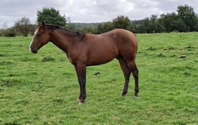 Jeune cheval a vendre 