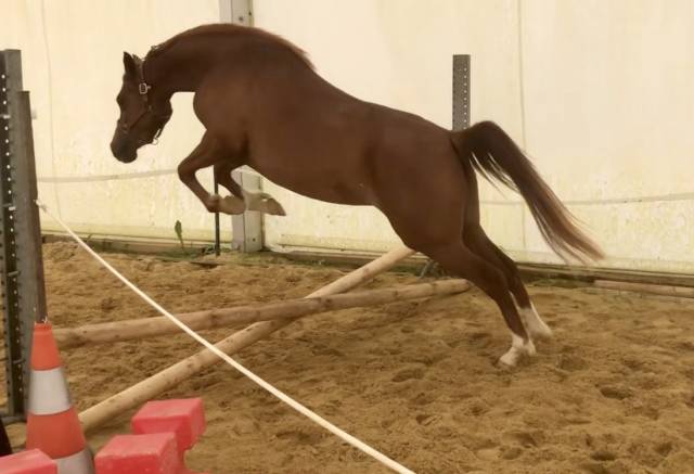 Jument-pouliche arabe a vendre 3 ans polyvalente sport