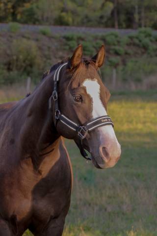 Quarter horse hongre 7 ans 