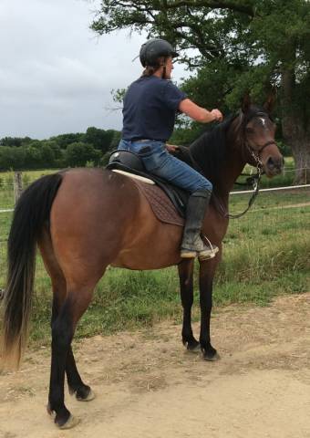 Jument arabe a vendre ou location avec option d achat