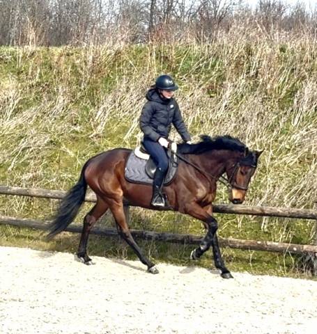 Magnifique jument ps de 5 ans idéal cso cce dressage 