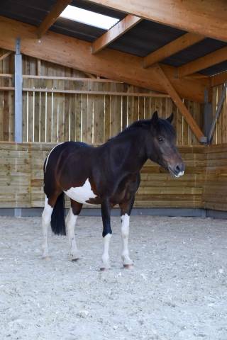 Poney à vendre - 1m32