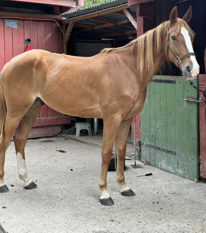 Adorable cheval de loisir 6 ans.