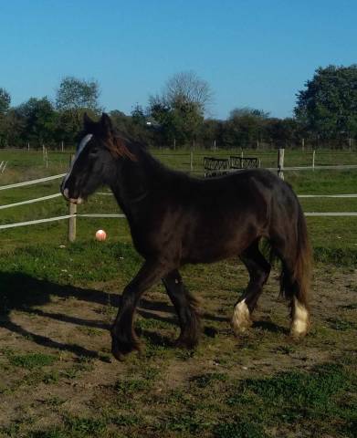 IRISH COB