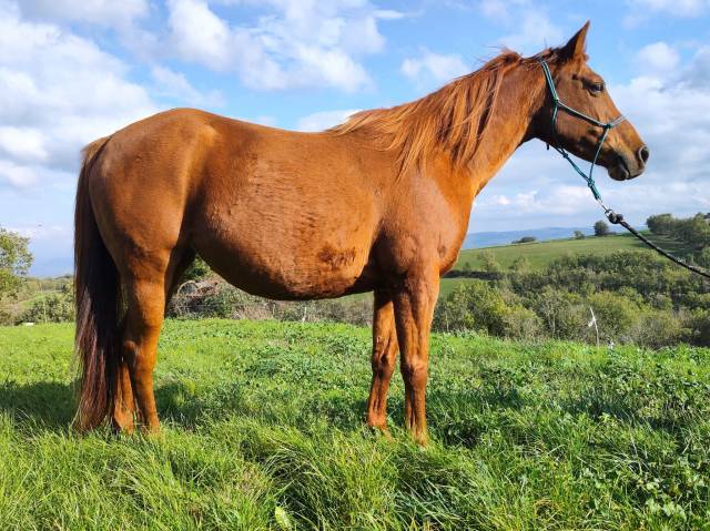 Pouliniere pur sang arabe - Endurance