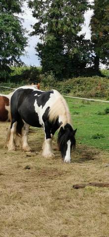 Irish Cob top loisirs