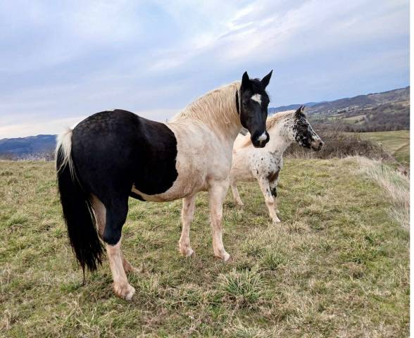 Jument OC Paint x Irish Cob de 10 ans