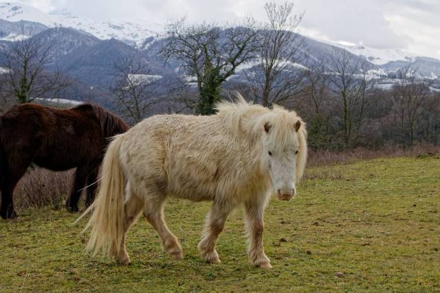 Poneys shetlands à vendre