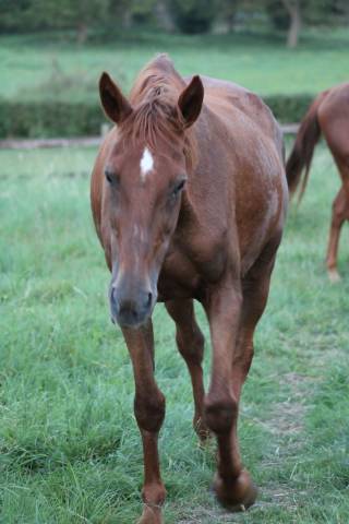 Jument  3 ans zangersheide 