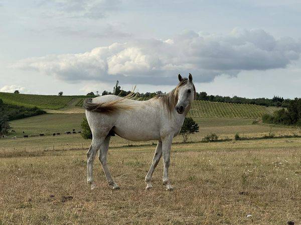 chevaux pur sang arabe