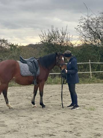 Vends Selle de Dressage Antarès 17,5 pouces noire