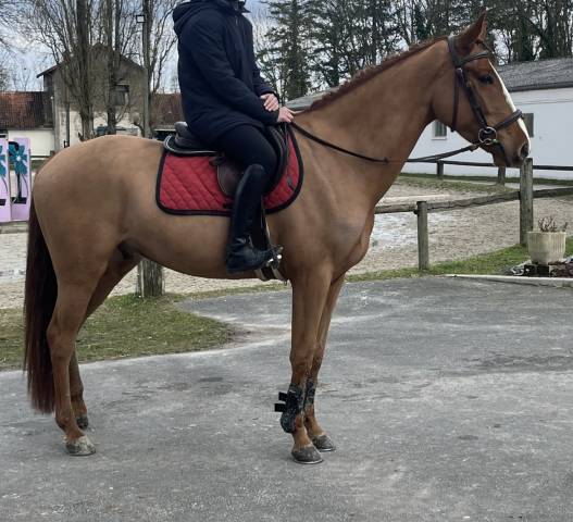 Selle français 4 ans 1m63