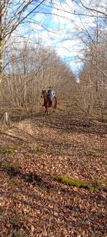 Cheval Franche montagne 