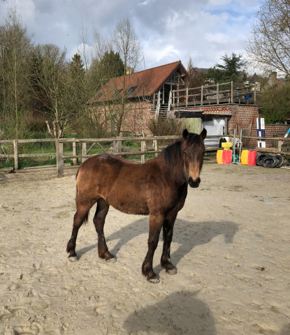 Pouliche 2 ans / Welsh Cob isabelle