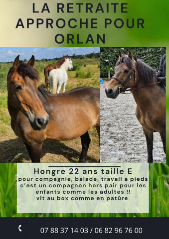 Cheval pour retraite balade et compagnie 