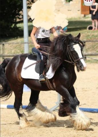 Très beau poney irish cob