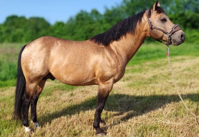 Etalon Quarter Horse buckskin 91% Fondation Née en 2013