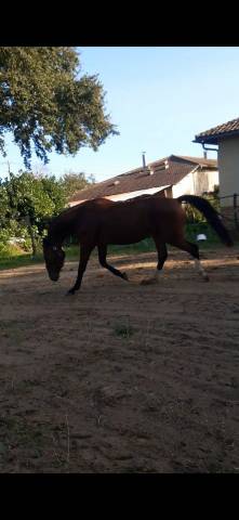 Pouliche zangersheide