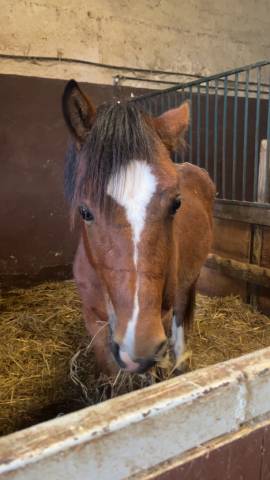 Poulain de 2 ans 