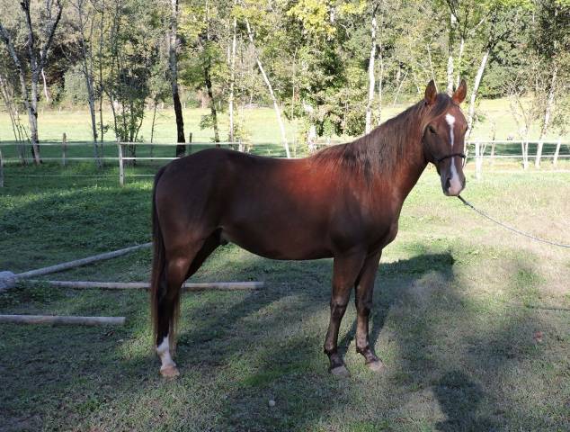 Quarter-Horse / Paint-Horse Hongre 2021 Bai 