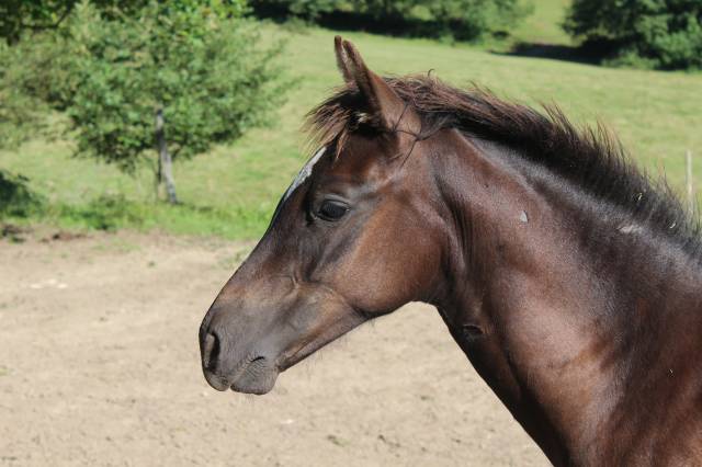 pouliche 1an WK/WPB par le Tot de Semilly