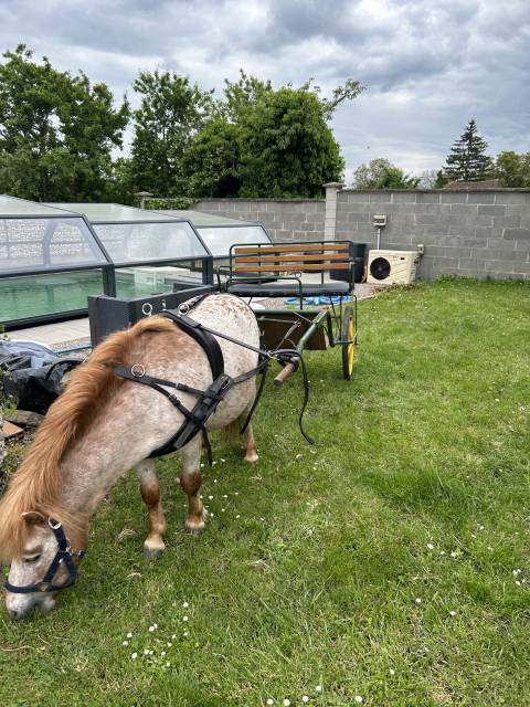 Vends calèche 2 places poney 