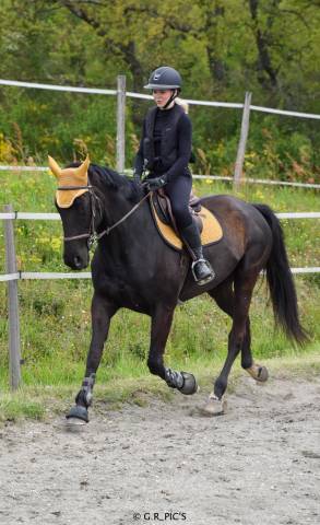 Jolie jument de dressage selle français