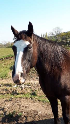 Jument paint horse ONC   en Ardèche 