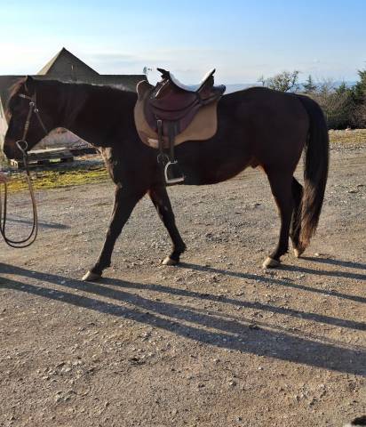 Vends hongre Quarter Horse