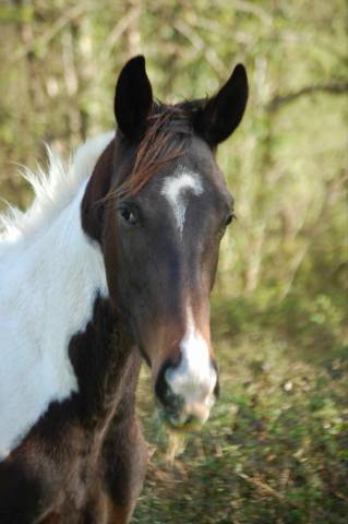 Cheval de 4 ans