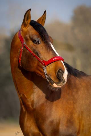 Exceptionnel cheval PRE à vendre !