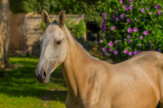 Pouliche Akhal Teke 2023 