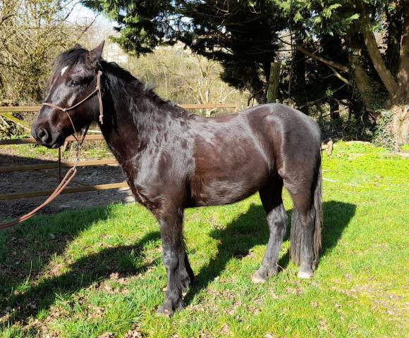 PONEY CONNEMARA 4 ANS 140 CMS