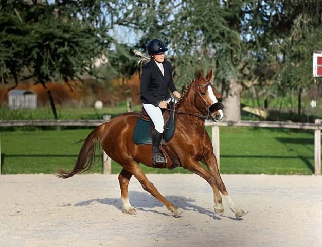 Poney hors taille