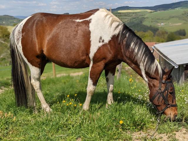 Guinness – Hongre polyvalent de 9 ans