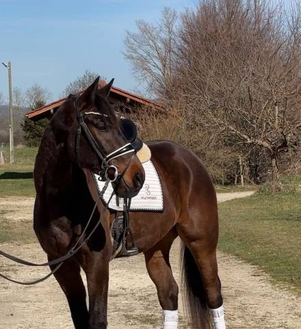 Hongre - 5 ans - Oldenbourg - Dressage 