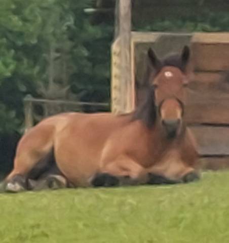 Cheval de trait ardennais 