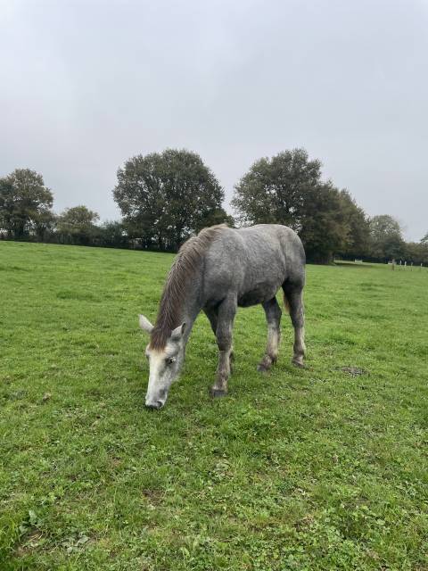 Poulain mâle percheron 