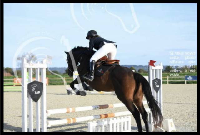 Hongre 8 ans pour Cso et loisir 