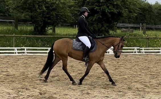 Ponette de dressage OC 