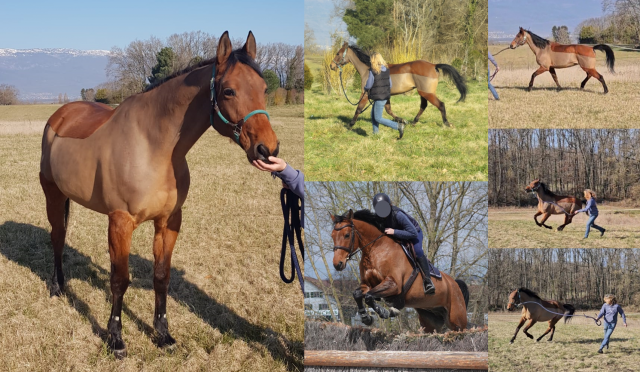 Cheval à vendre petit prix contre bons soins