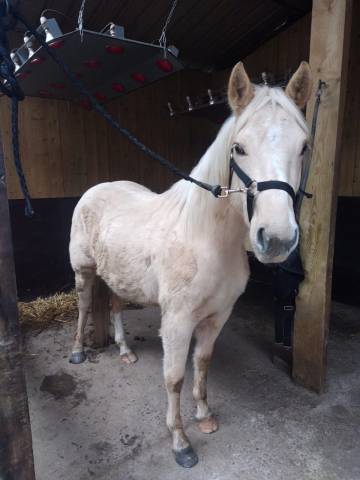 Hongre Paint Horse Palomino 3 ans